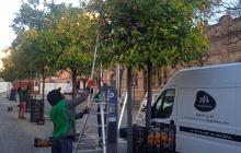 Espigoladors collint taronges de l'arbrat urbà