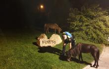 Ponis localitzats per la Guàrdia Urbana a la via pública