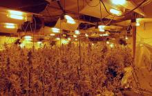 Desmantellament plantació marihuana Reus