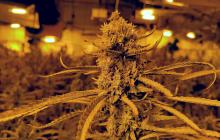 Desmantellament plantació marihuana Reus