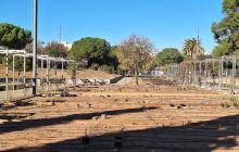 Plantació al roserar de Mas Iglesias
