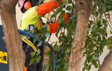 Treballs de poda d'arbrat